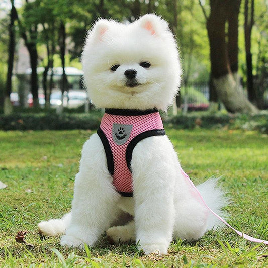 Pet Comfort Ride Leash And Seat Belt Combo-0