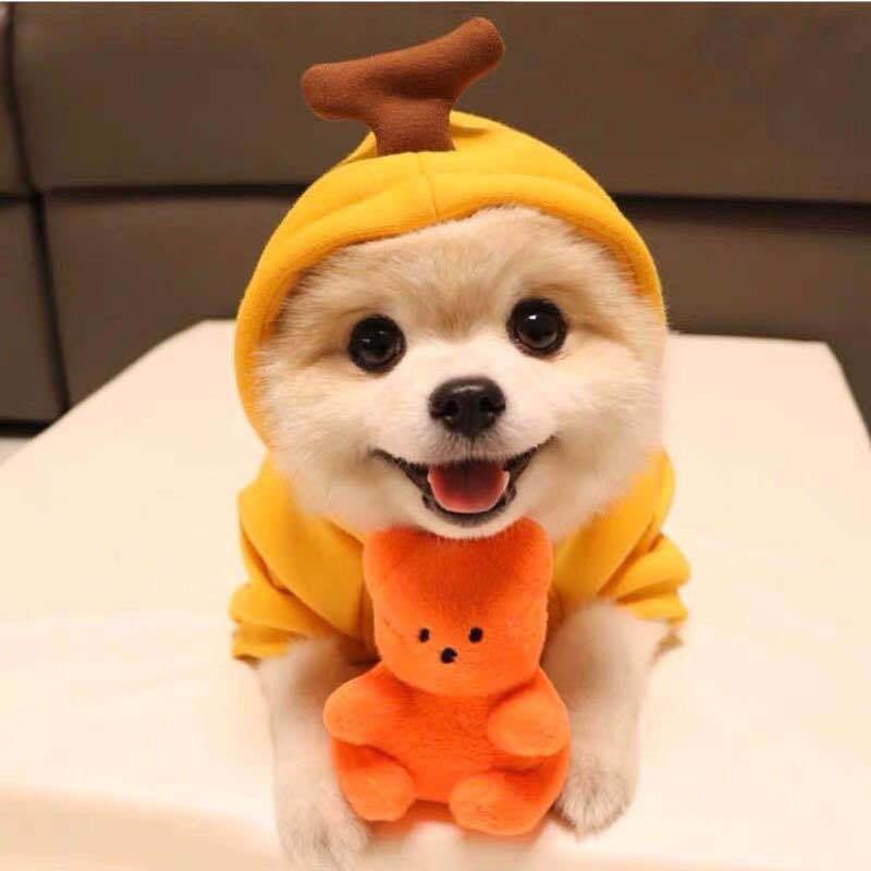 Cozy Love Sweater: Adorable Autumn And Winter Clothing For Small And Medium Dogs-9